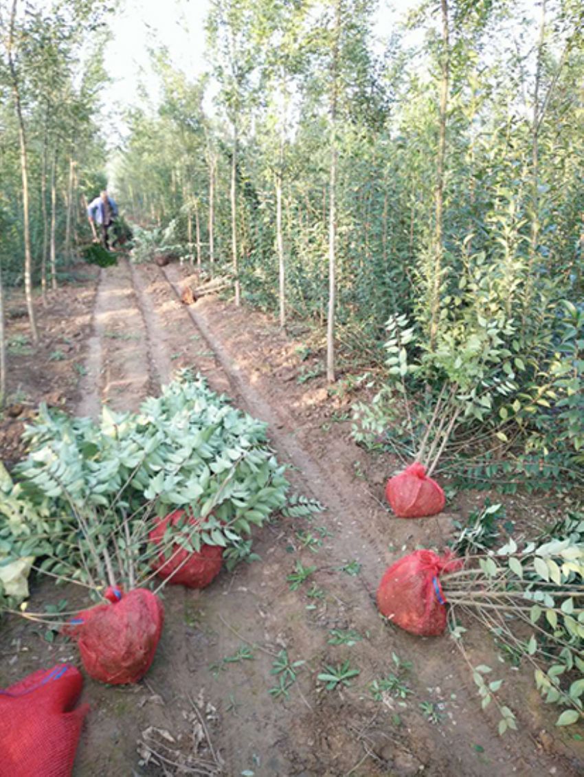 點擊查看詳細信息<br>標題：叢生女貞 閱讀次數：3250